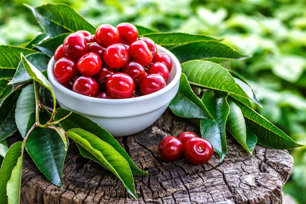 What Is The Gout Fighting Ability Of Tart Cherries   Fresh Sour Cherries In A Wooden Bowl And Green Leaves On The Board Fresh Ripe Sour Cherriescherries In A Dish Closeupfood Background Stockpack Istock 1024x683 